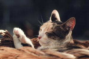 産後の脂肪吸引は仕事を休んでどのくらい必要ですか？